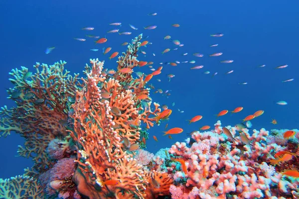 Tropický Korálový Útes Rozmanitostí Tvrdých Korálů Hejnem Korálových Ryb — Stock fotografie