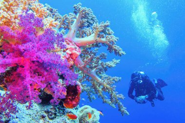 Renkli yumuşak mercanları olan güzel tropikal mercan resifleri. Arka planda dalgıç.