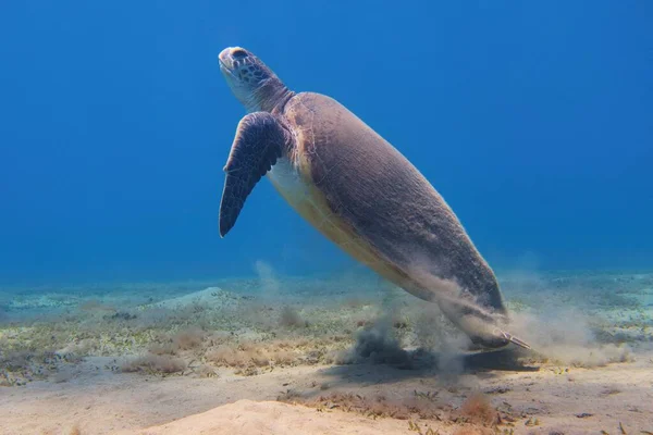 Groene Zeeschildpad Chelonia Mydas Die Het Blauwe Zeewater Zwemt — Stockfoto