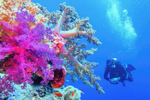 Красивый Тропический Коралловый Риф Красочными Мягкими Кораллами Дайвер Заднем Плане — стоковое фото