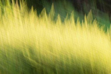 Soyut yeşil modern arka plan. Bulanık çizgiler, soyut doğa.