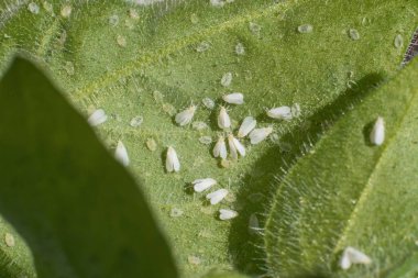Whiteflies (Aleyrodidae)  parasites colony  that typically feed on the undersides of plant leaves.