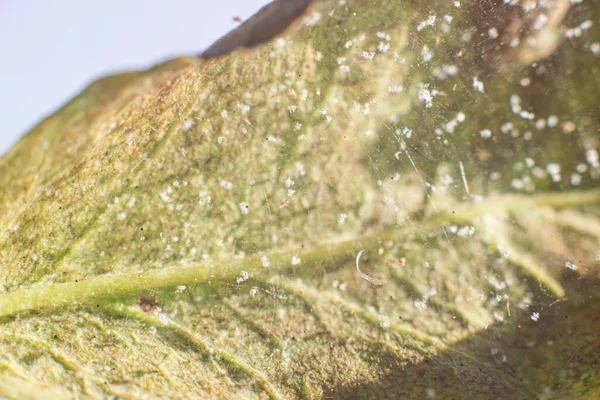 Spider mite colony, Tetranychus. Rose leaf covered with microscopic web of spider mite colony , Plant disease
