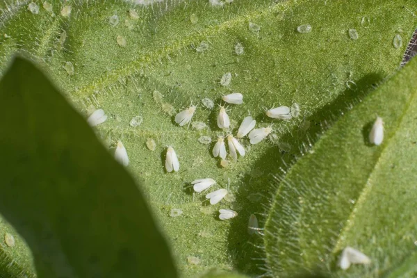 Whiteflies (Aleyrodidae)  parasites colony  that typically feed on the undersides of plant leaves.