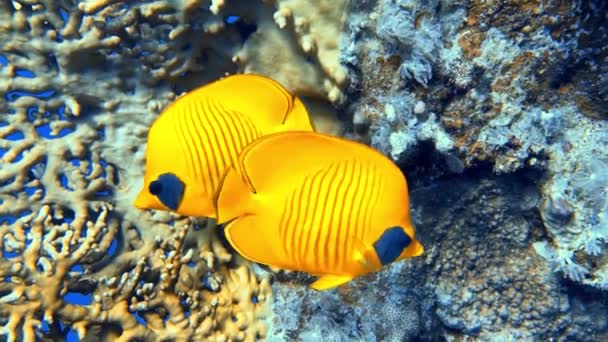 Ateş Mercanı Millepora Bir Çift Sarı Maskeli Kelebek Balığı Mavi — Stok video