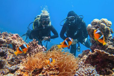 Scuba divers couple  near beautiful coral reef watching sea anemone and family of two-banded anemone fish (also known as clown or nemo fish).