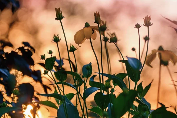 Herbstlicher Garten Und Blumen Sonnenuntergang Warmes Licht — Stockfoto