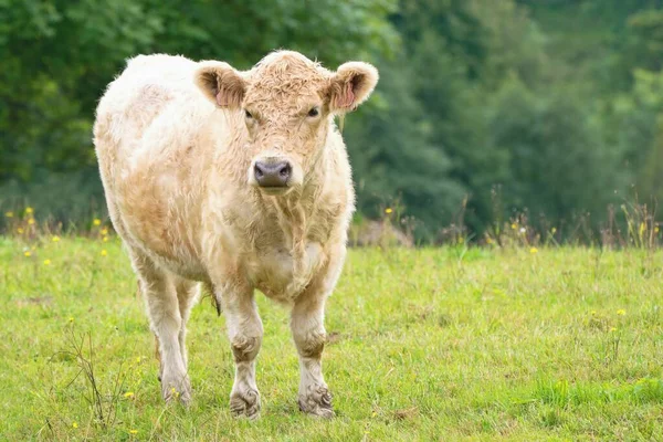 Cow Galloway Cattle 是苏格兰的一种牛肉品种 得名于苏格兰的Galloway地区 — 图库照片