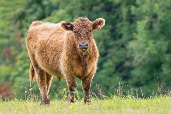 Cow Galloway Cattle 是苏格兰的一种牛肉品种 得名于苏格兰的Galloway地区 — 图库照片