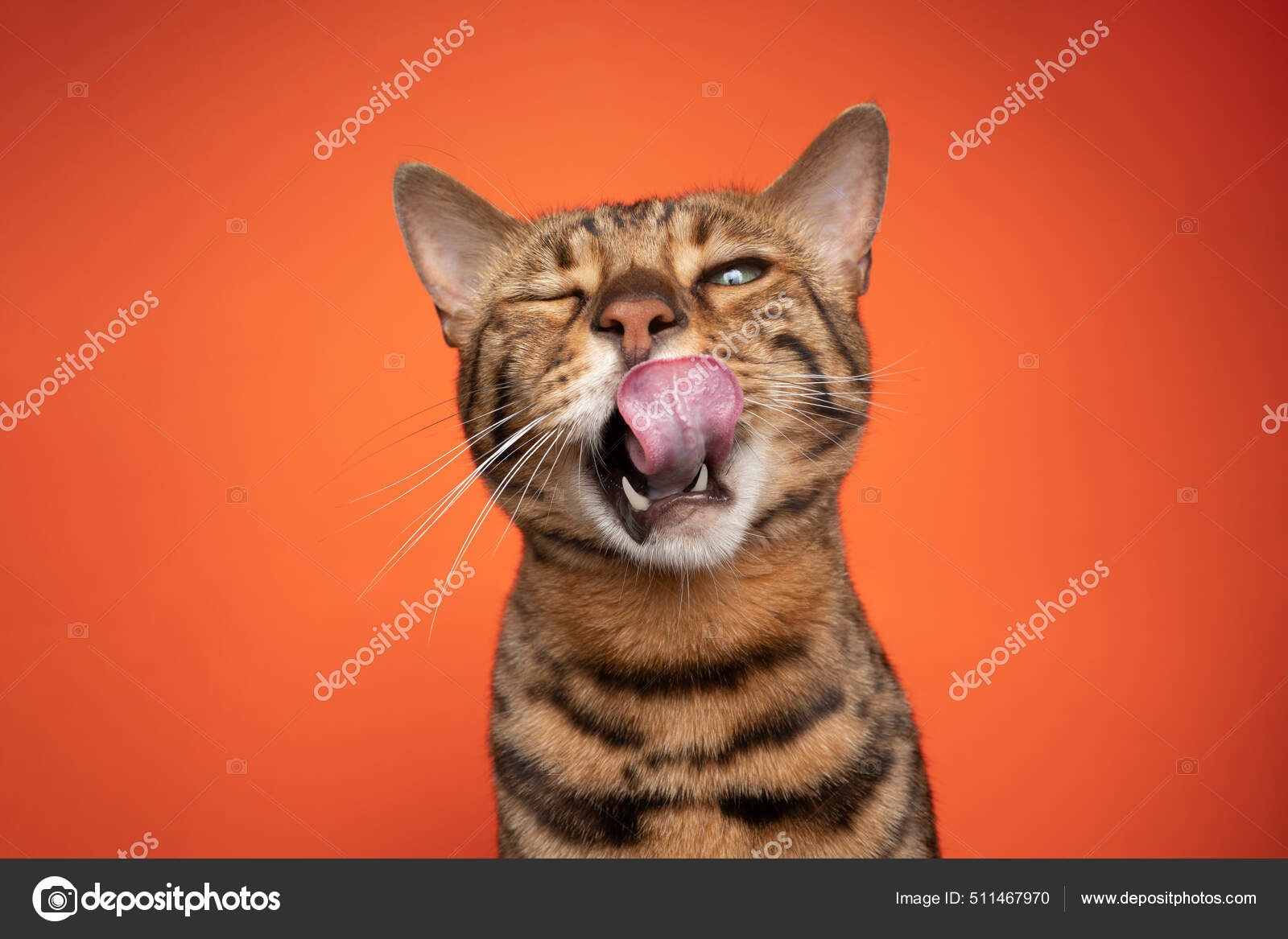 An Angry Cat With Its Mouth Open Background, Goofy Cat Pictures