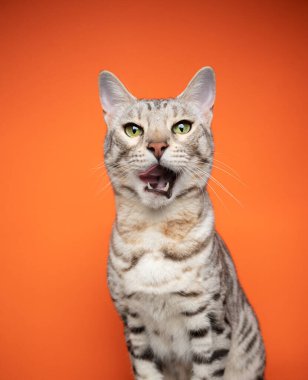 Aç gümüş tekir bengal kedisi kameraya bakarak dudaklarını yalıyor.