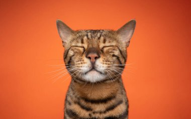 Komik Bengal kedisi dinleniyor ya da meditasyon yapıyor.