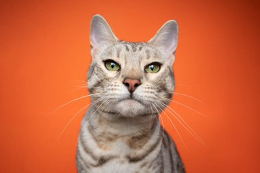 Gümüş tekir kedisi kameraya yoğun ve kesin bir şekilde bakıyor.