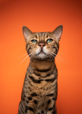Turuncu arka planda yeşil gözlü kahverengi bengal kedisi.