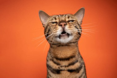 Kahverengi bengal kedisi komik surat yapıyor kameraya ağzı açık bakıyor.