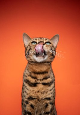 Aç kahverengi bengal kedisi, yeşil gözlü, komik suratlı, dudaklarını yalayan.