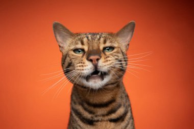 Yeşil gözlü kahverengi bengal kedisi turuncu arka planda komik surat yapıyor.
