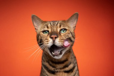 Bengal kedi portresi. Turuncu arka planda uzun dili olan surat yalama.
