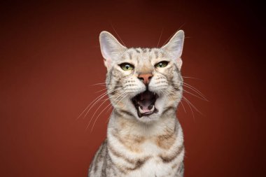 Bengal kedisi komik surat yapıyor, ağzı açık miyavlıyor.