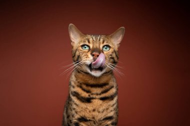 Bengal kedisi yeşil gözlü kahverengi arka planda dudakları yalıyor