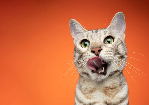 Голодный кот-бенгал облизывает губы на оранжевом фоне — стоковое фото