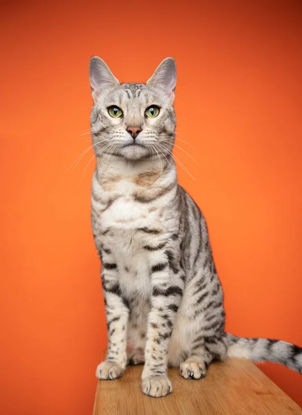 Hermoso tabby plateado manchado gato bengala retrato sobre fondo naranja — Foto de Stock