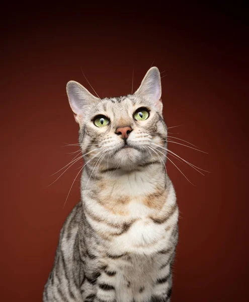 갈색 배경에 있는 은색 탁발 고양이 사진 — 스톡 사진