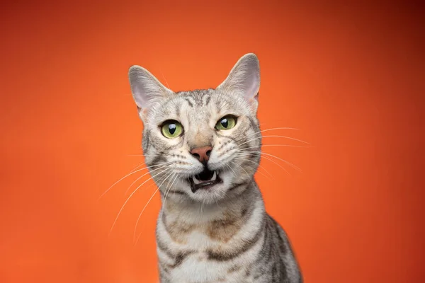Dühös vagy irritált bengáli macska nyávogás narancssárga alapon — Stock Fotó