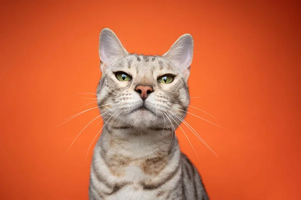 오렌지색 배경을 판단하는 우스꽝 스러운 땅딸막 한 고양이 — 스톡 사진