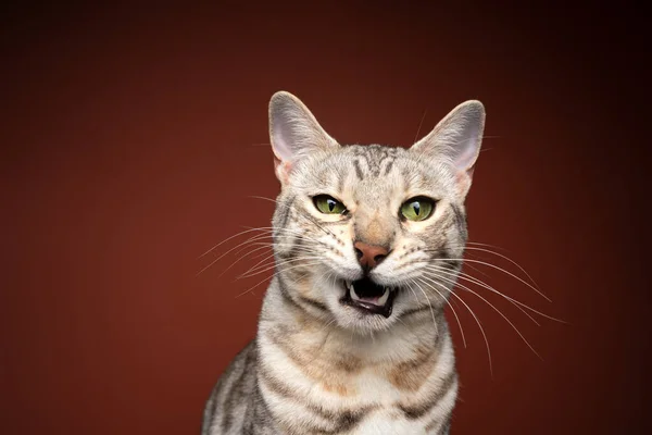 Бенгальский кот делает смешное лицо глядя сердито мяукая — стоковое фото