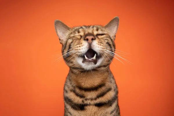 Funny bengal cat portrait with mouth open singing or crying — Stock Photo, Image