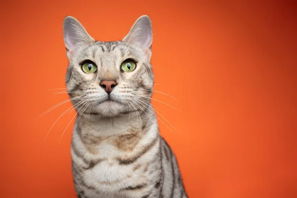 Bellissimo argento tabby bengala gatto ritratto su sfondo arancione — Foto Stock