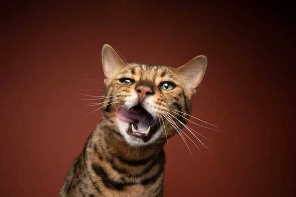 Gato bengala buscando hambriento lamiendo labios con boca abierta —  Fotos de Stock