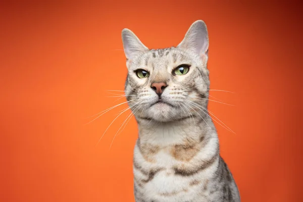 녹색 눈을 가진 긴코 고양이가 주황색 배경에 화가 나서 카메라를 쳐다 봅니다 — 스톡 사진