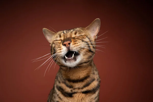 bengal cat with mouth open meowing or crying