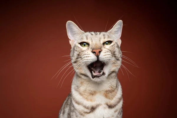 Бенгальский кот делает смешное лицо с широко раскрытым ртом мяуканье — стоковое фото
