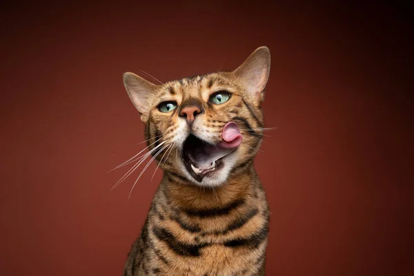 Bengal cat with green eyes licking face with very long tongue — Stock Photo, Image