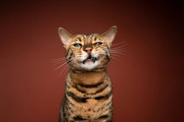 갈색 배경에 익살 스러운 얼굴을 하고 있는 긴코 고양이 — 스톡 사진
