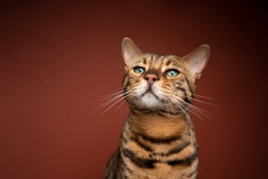 Kahverengi arka planda ilginç bengal kedi portresi