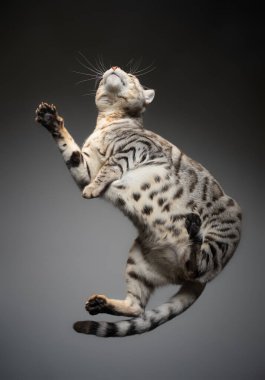 Bengal kedisi cam masada yatıyor.
