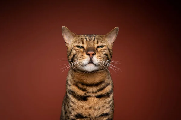 성난 대담 한 고양이 사진 심사하는 모습 — 스톡 사진