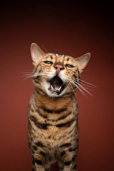 Bengala gato meowing no fundo marrom — Fotografia de Stock