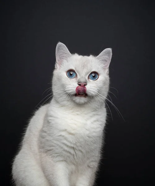 Branco azul olhos britânico shorthair gato lambendo lábios retrato no fundo preto — Fotografia de Stock