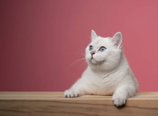 Bonito gato branco inclinado no contador de madeira olhando curiosamente no fundo rosa — Fotografia de Stock