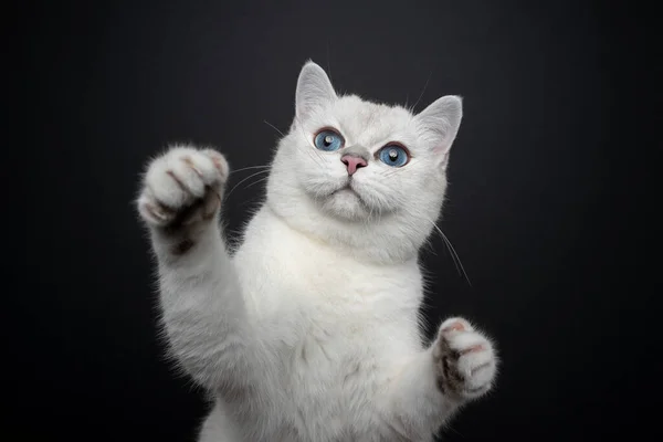 Playful white british shorthair cat with blue eyes rearing up raising paws — Stock Photo, Image