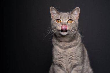 Aç kedi siyah arka planda kamera portresine bakarak dudaklarını yalıyor.