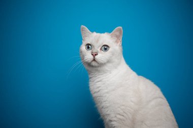 Güzel mavi gözlü beyaz İngiliz kısa boylu kedi portresi