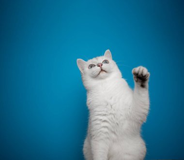 Mavi gözlü beyaz kedi ilginç bir şekilde kopyalama alanına bakıyor.