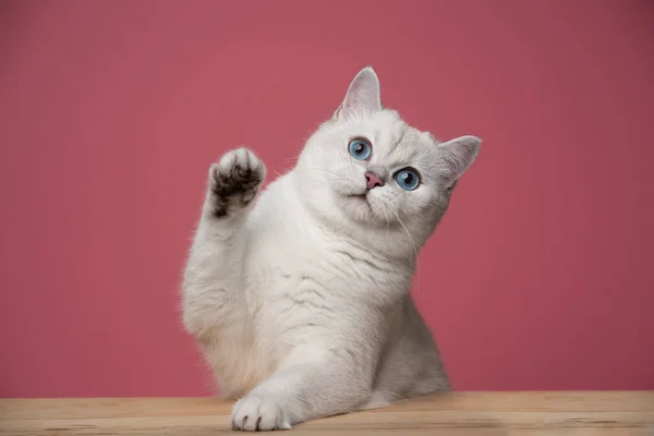 Schattig wit speels kat leunen op houten teller verhogen poot — Stockfoto