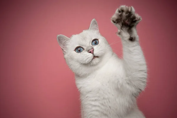 Játékos fehér macska -val kék szem felemel mancs -on rózsaszín háttér — Stock Fotó